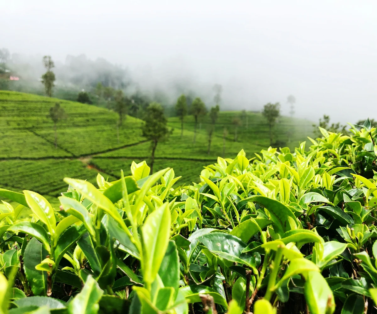 Fresh tea leaves overlooking misty Sri Lankan hills