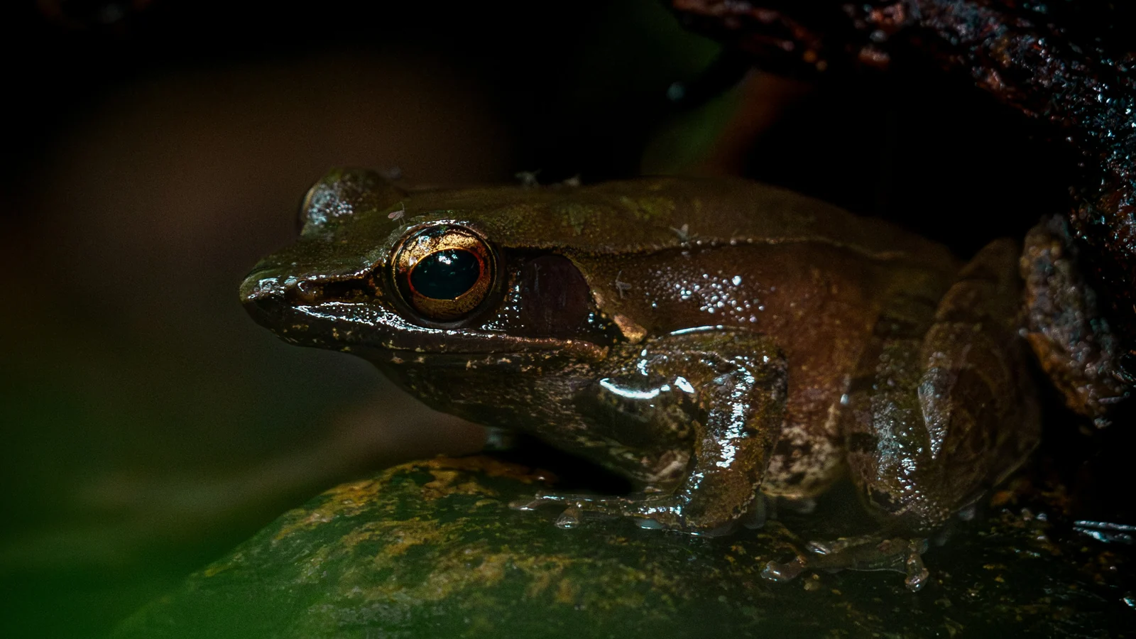 Rainforest frog resting among wet foliage in Sinharaja