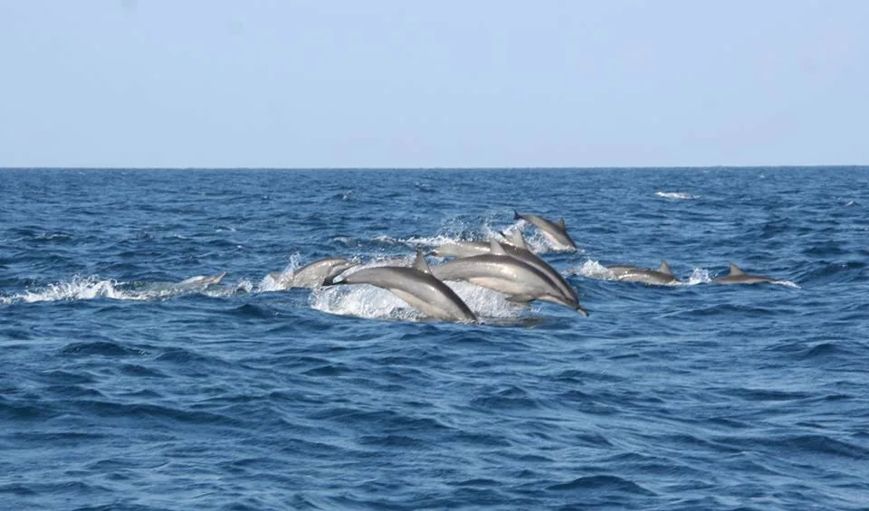 Dolphins swimming in the ocean near Sri Lanka