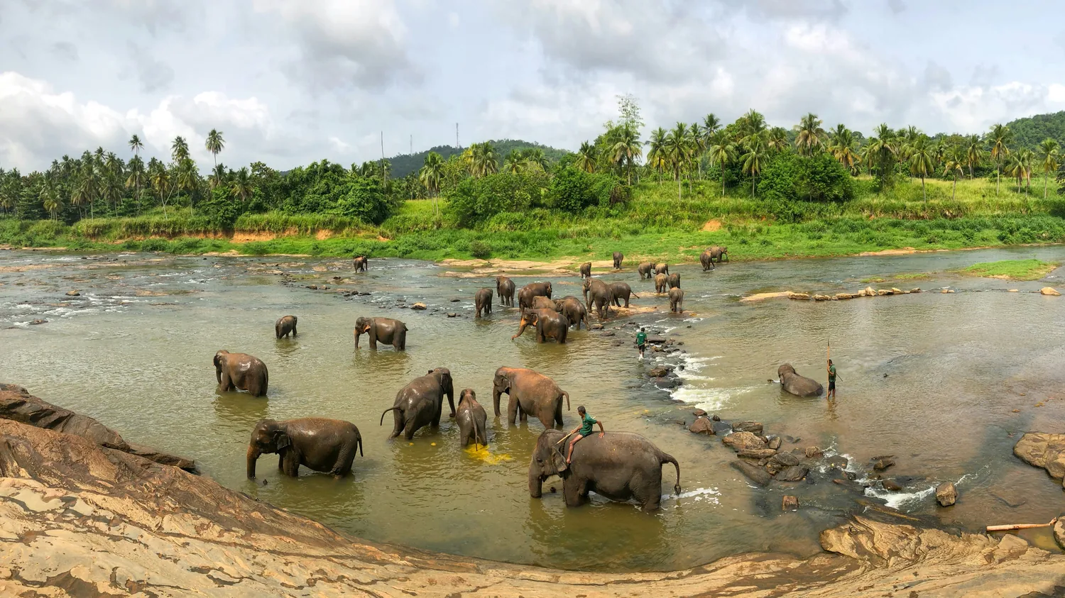 Elephants in Sri Lanka