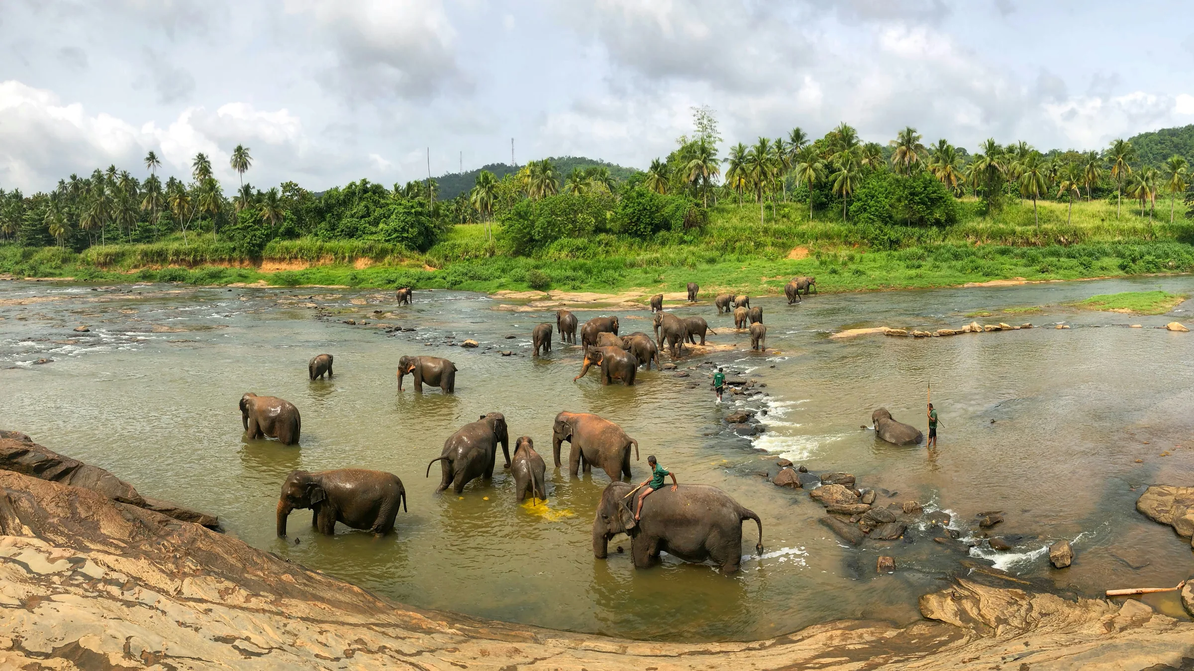 Sri Lankan elephants bathing in a river