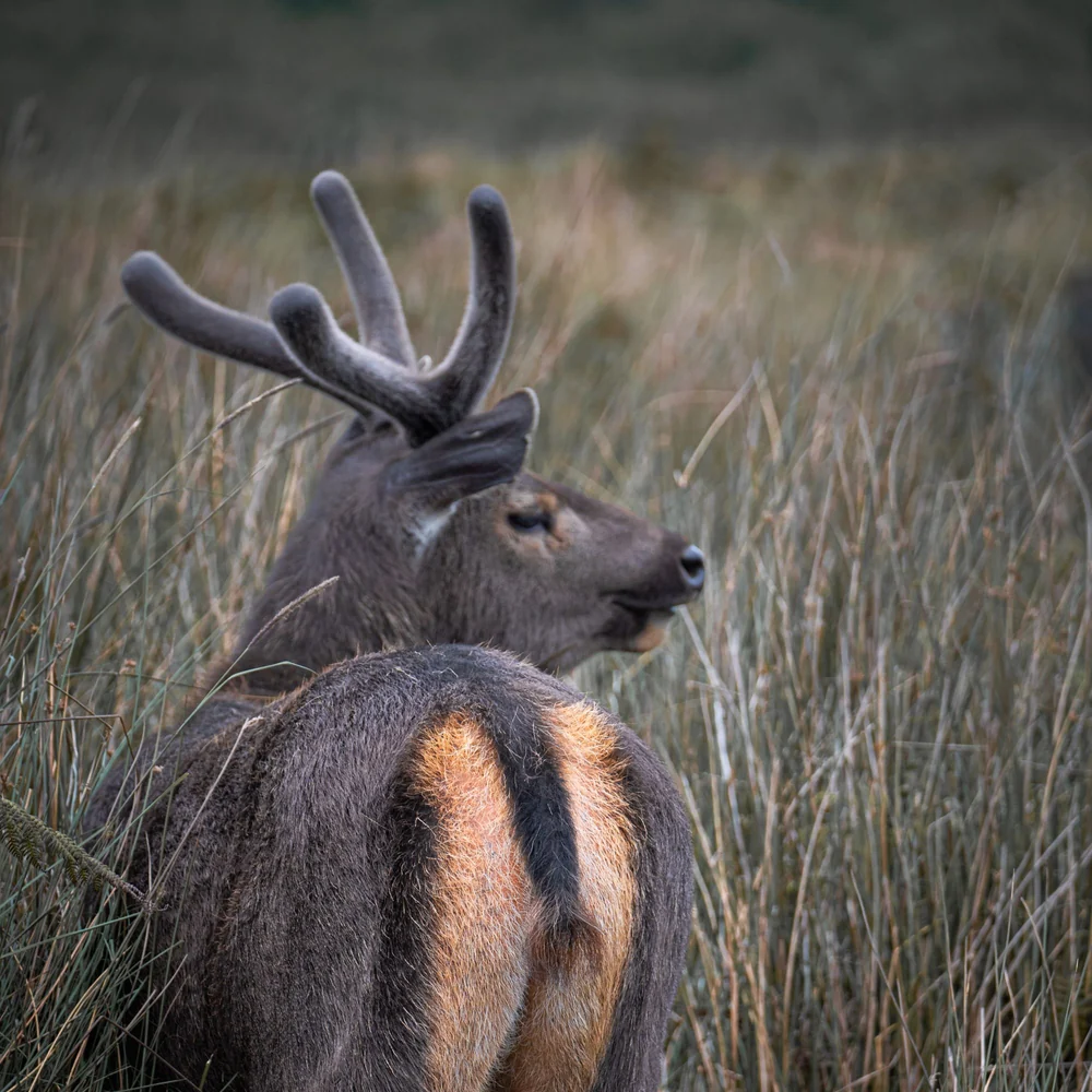 Sambar deer standing among the grasslands of Sri Lanka's central highlands