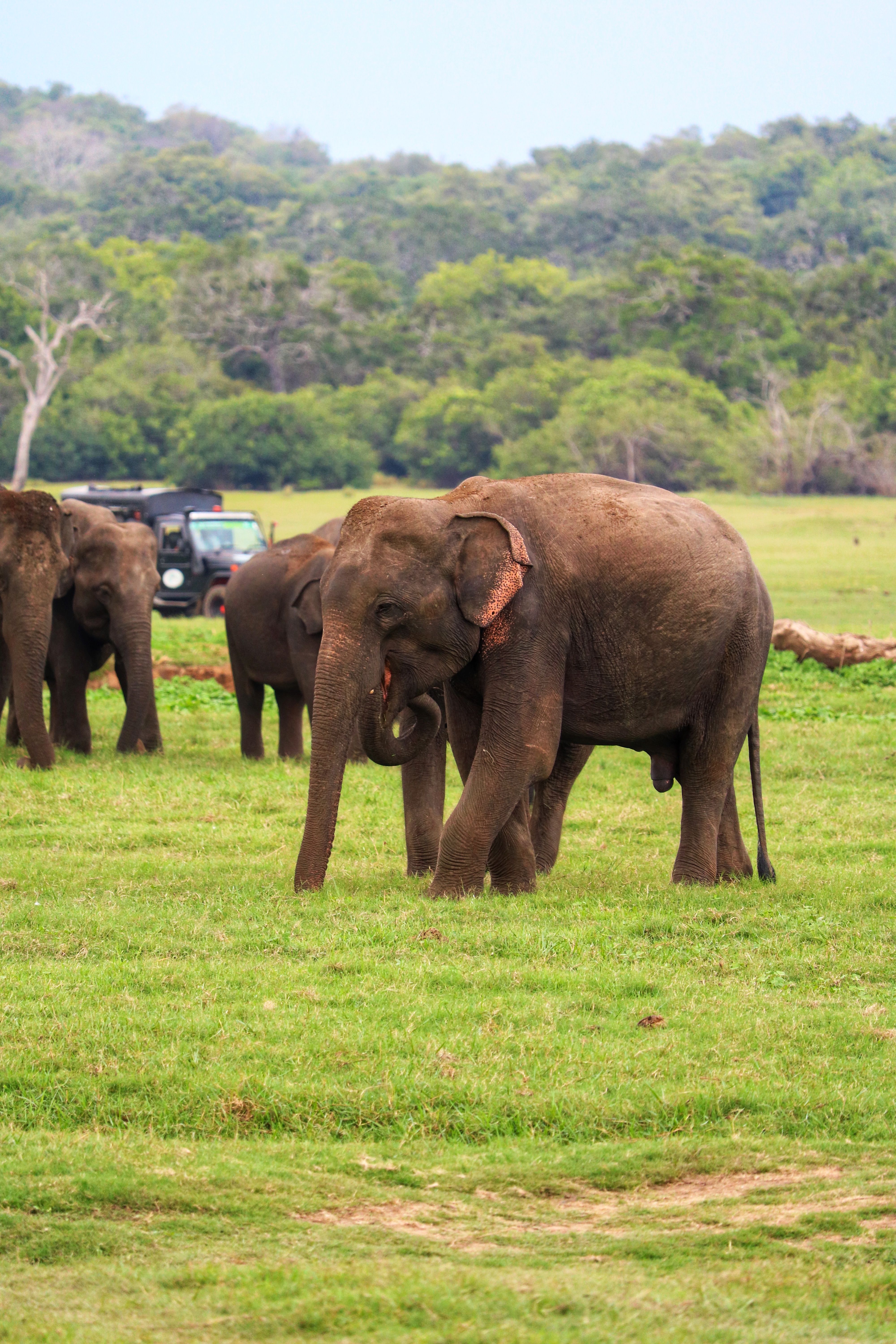 Elephants grazing in the grasslands of Sri Lanka
