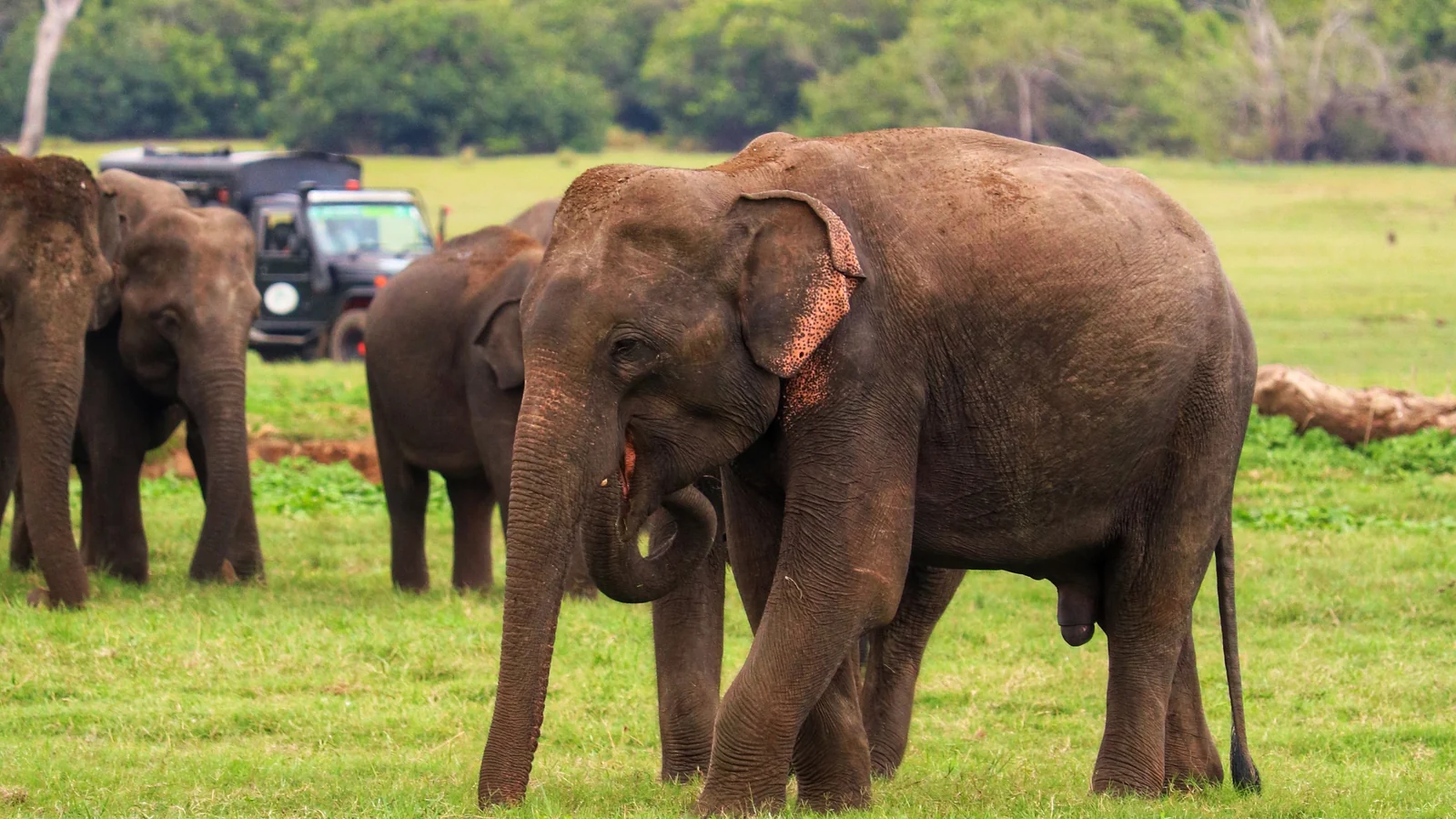 Wild elephants grazing together in the open grassland at Udawalawe