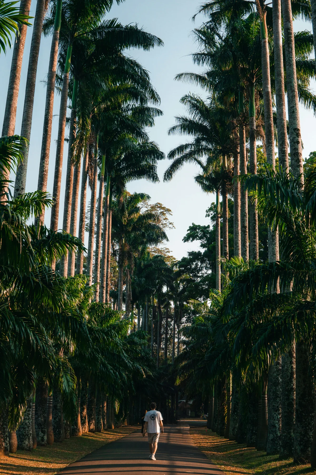 Traveller walking beneath a grand avenue of tropical palms in Sri Lanka