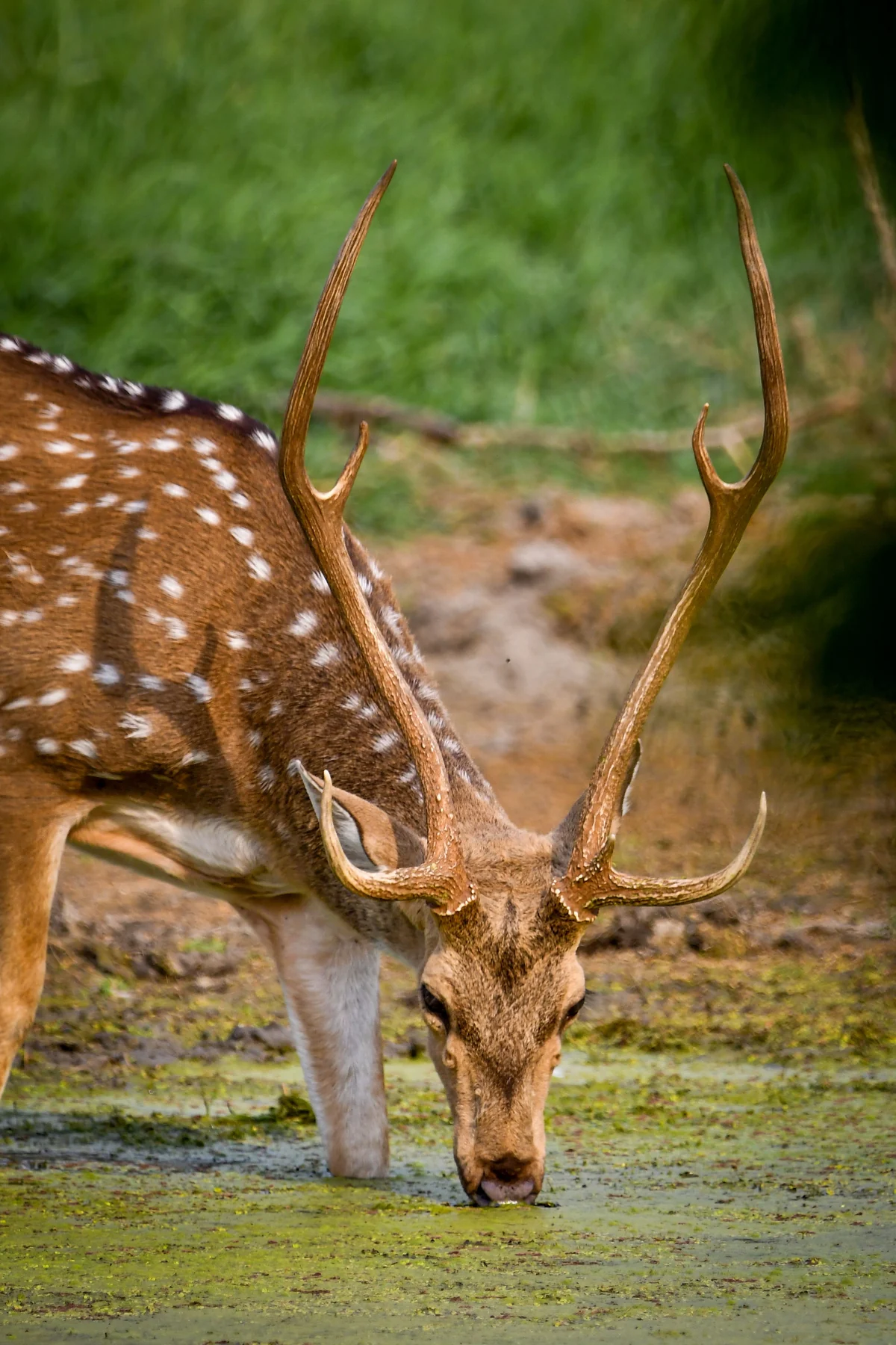 Spotted deer drinking in a forest wetland