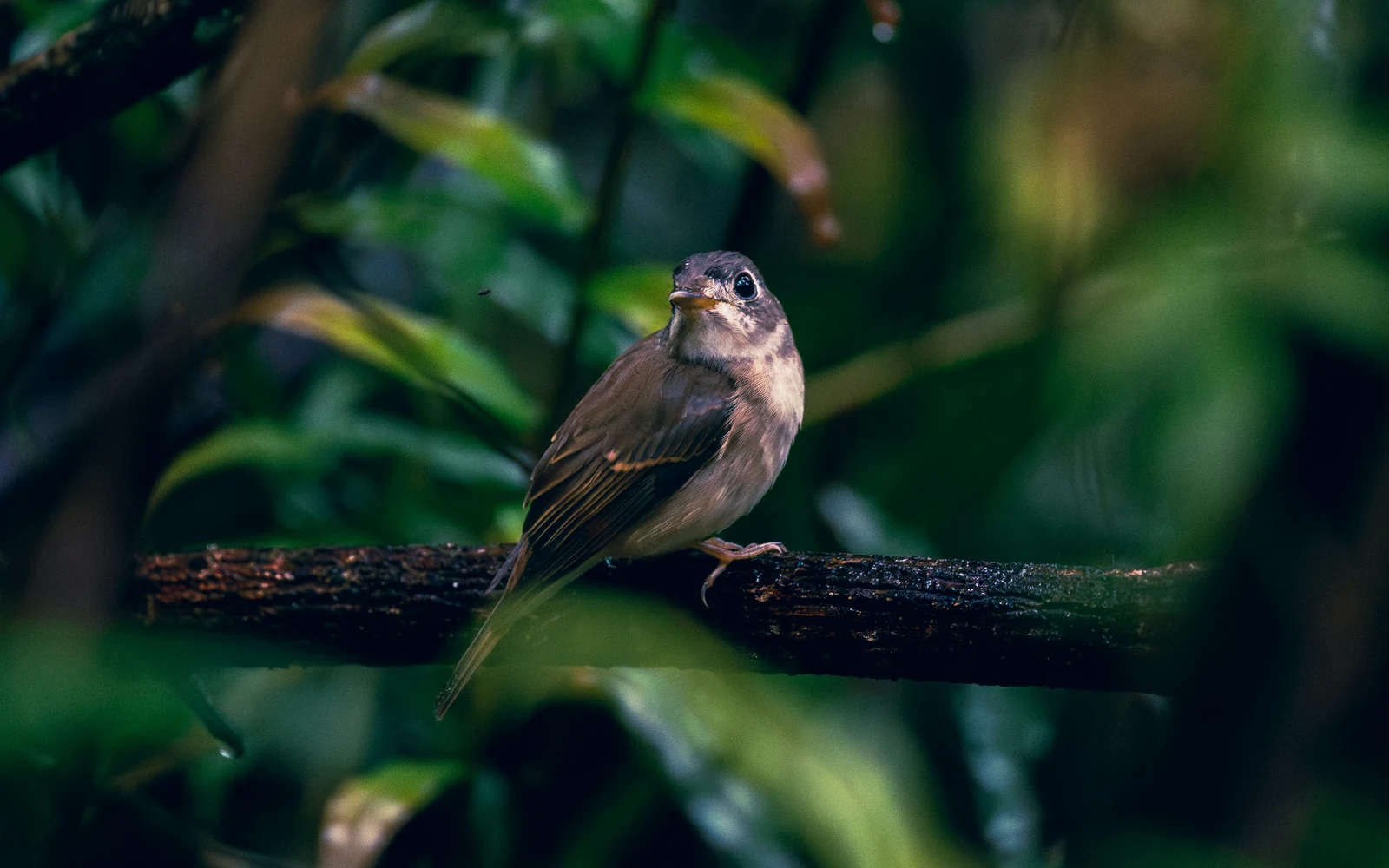 A single forest bird perched among the greenery of Sinharaja Rainforest
