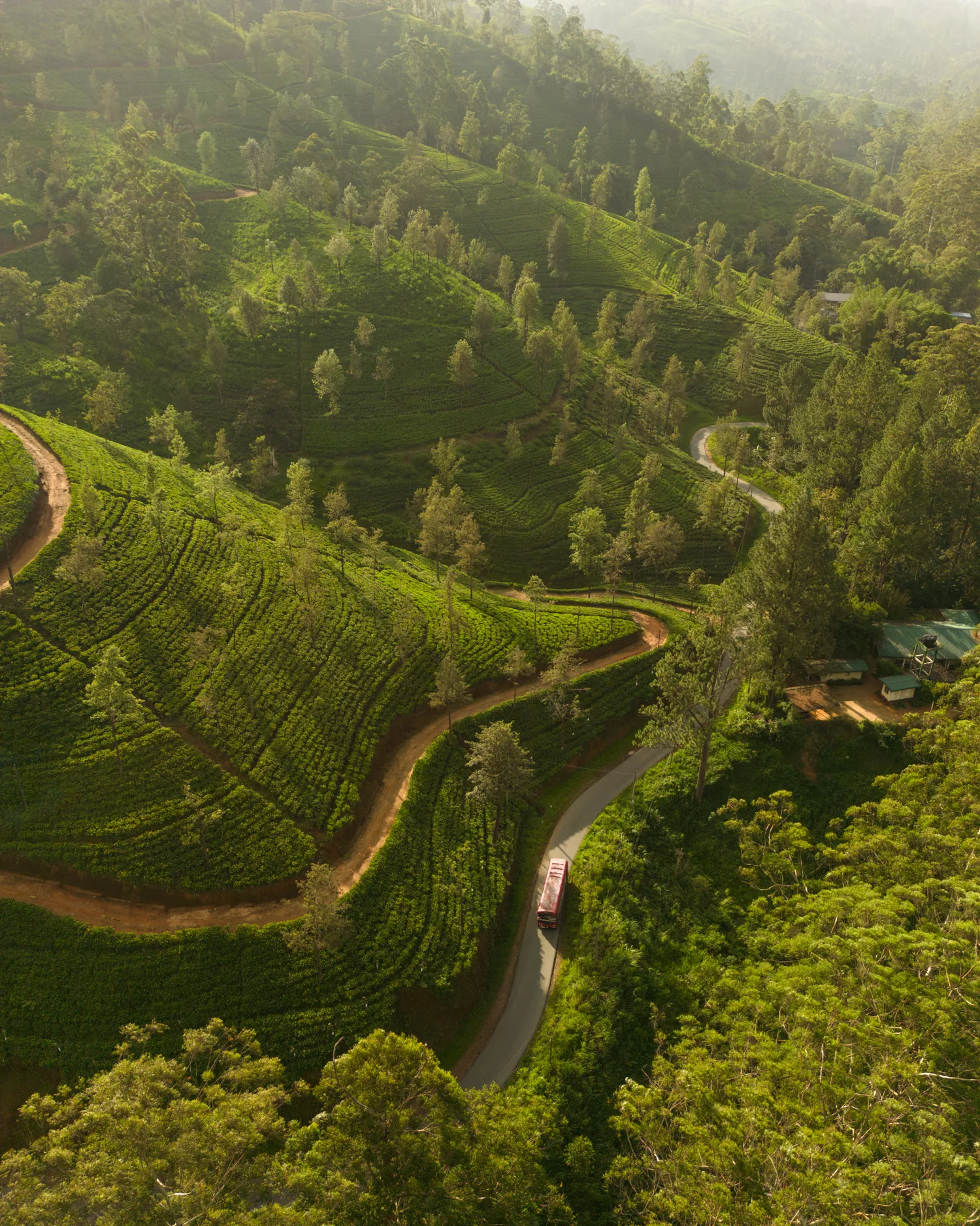 Road winding through the tea-covered hills of Sri Lanka