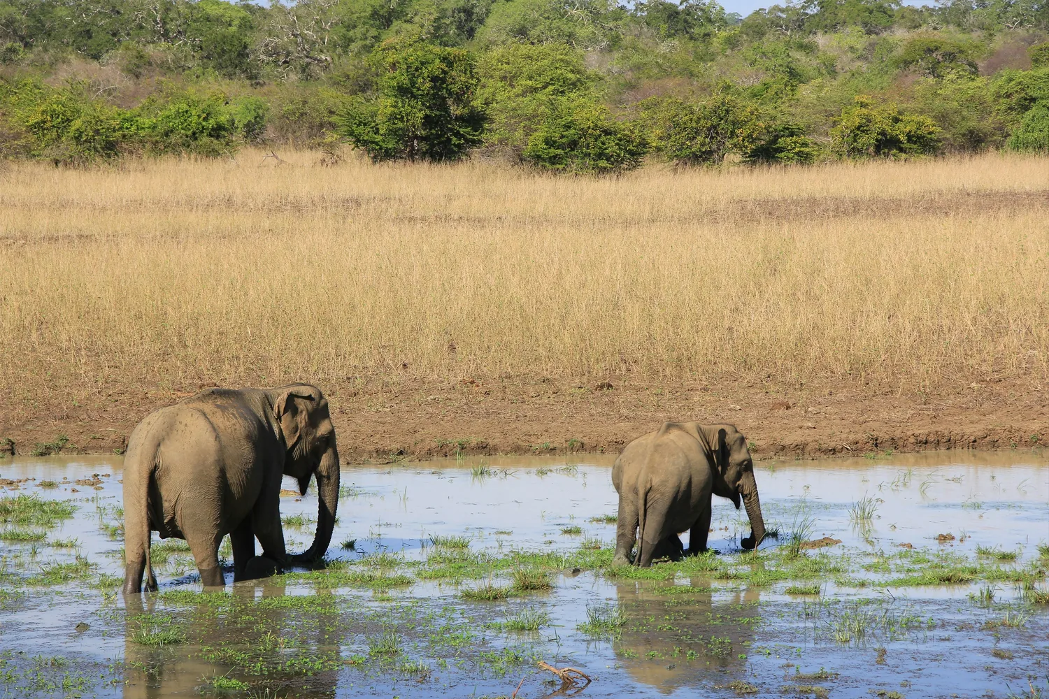Wild Asian elephants crossing wetland habitat in Sri Lanka's dry zone