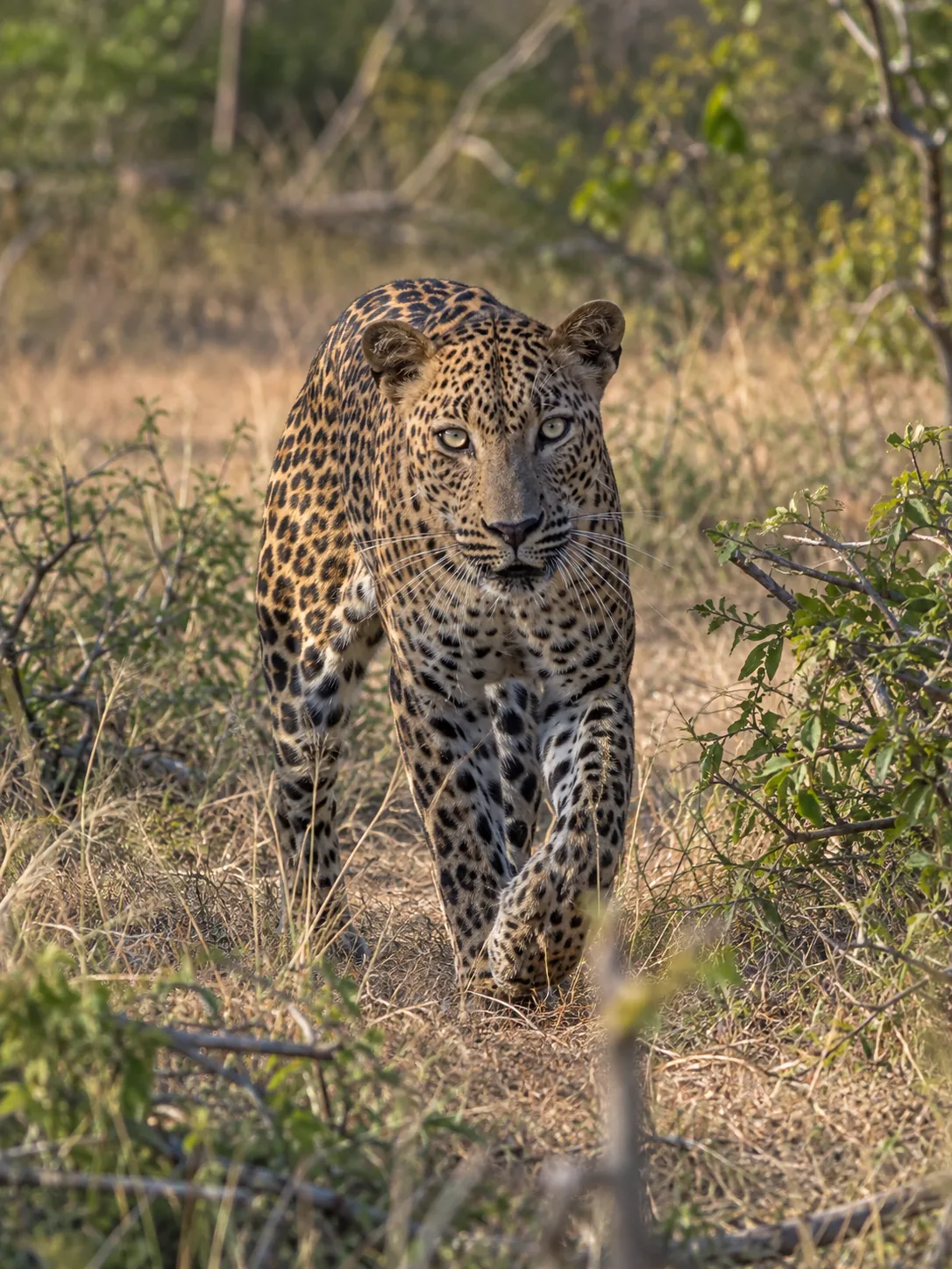 Sri Lankan leopard walking through the wilderness of Yala National Park